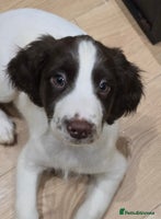 English Springer Spaniel dogs Beautiful litter kc reg springer spaniels - Advert 1