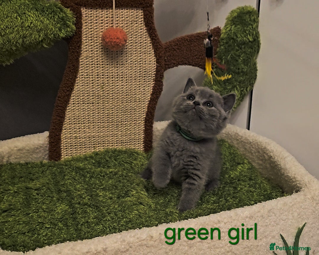 British Shorthair cats for sale: British Shorthair kitten's, GCCF pedigree - Advert 13