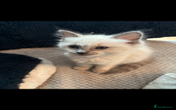 Ragdoll cats for sale: 3 gorgeous rag dolls ready to leave  - Image 5