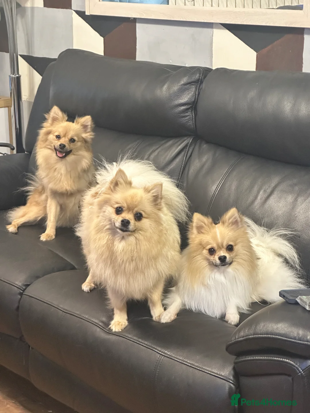 Pomeranian dogs for sale: PUREBRED POMERANIAN PUPS Cute Vaccinated & Playful - Advert 2