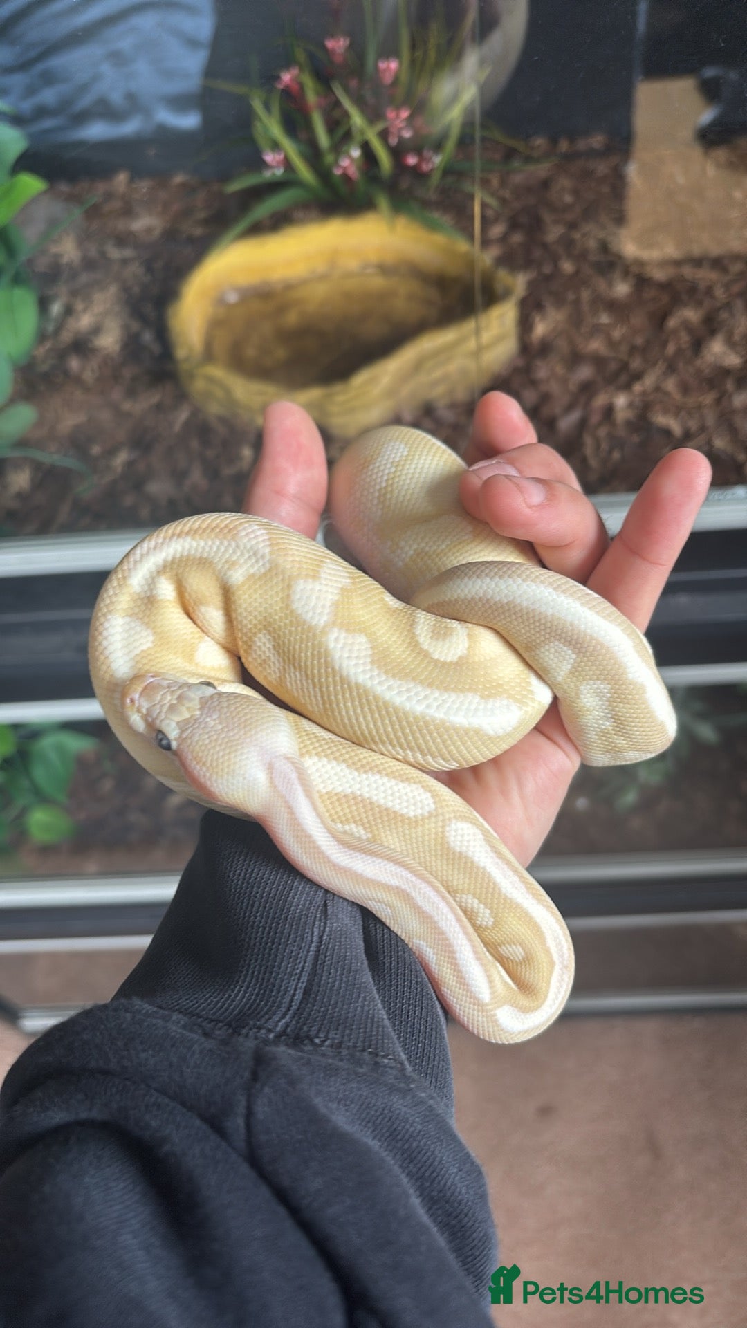 Python Snake reptiles Female ball python  - Advert 2