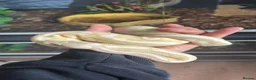 Python Snake reptiles for sale: Female ball python  - Advert 1