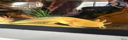 Axolotl reptiles for sale: Two male axolotls  in Chesterfield - Advert 1