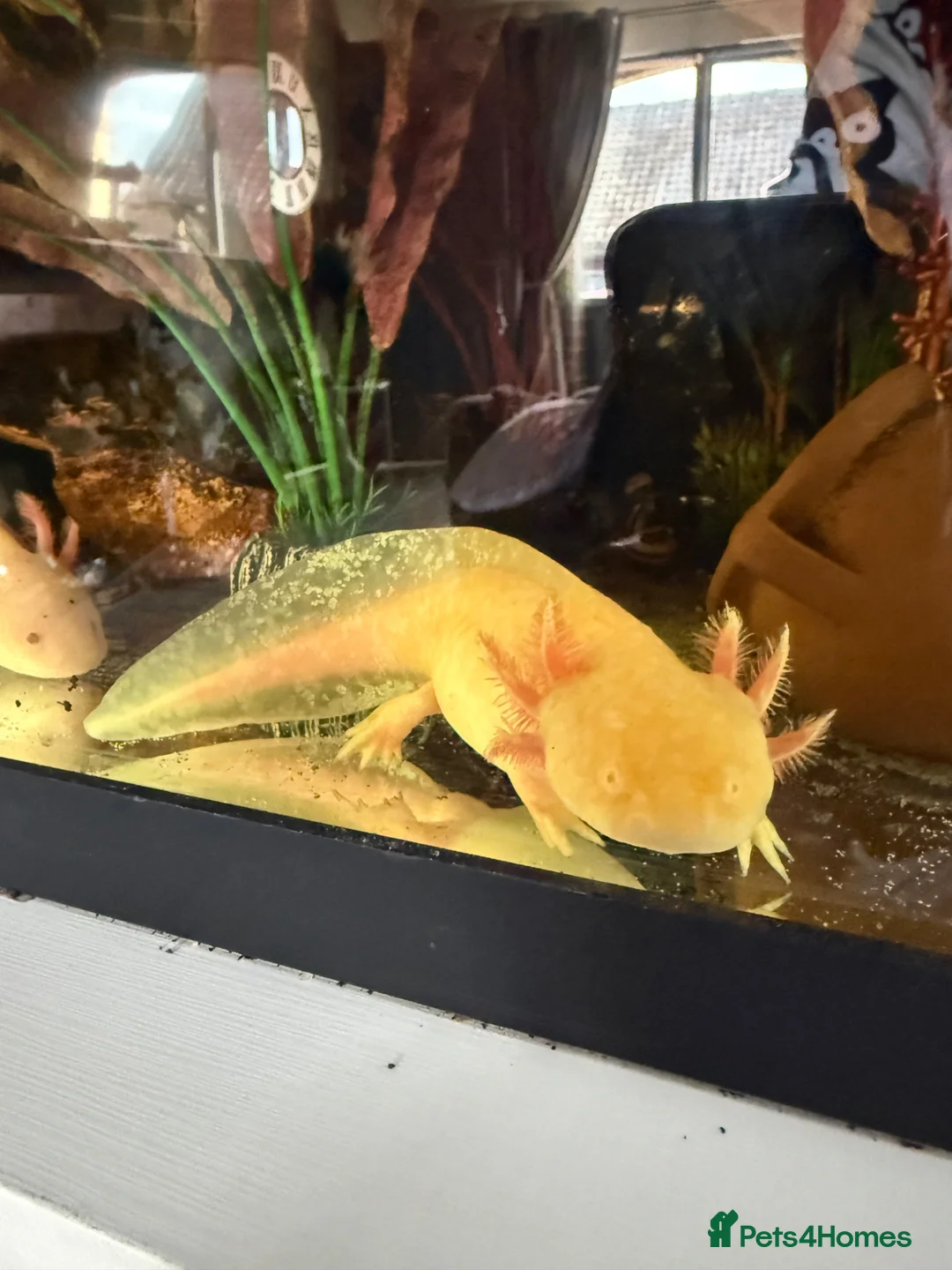 Axolotl reptiles for sale: Two male axolotls  in Chesterfield - Advert 1