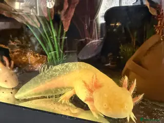 Axolotl reptiles Two male axolotls - Advert 1