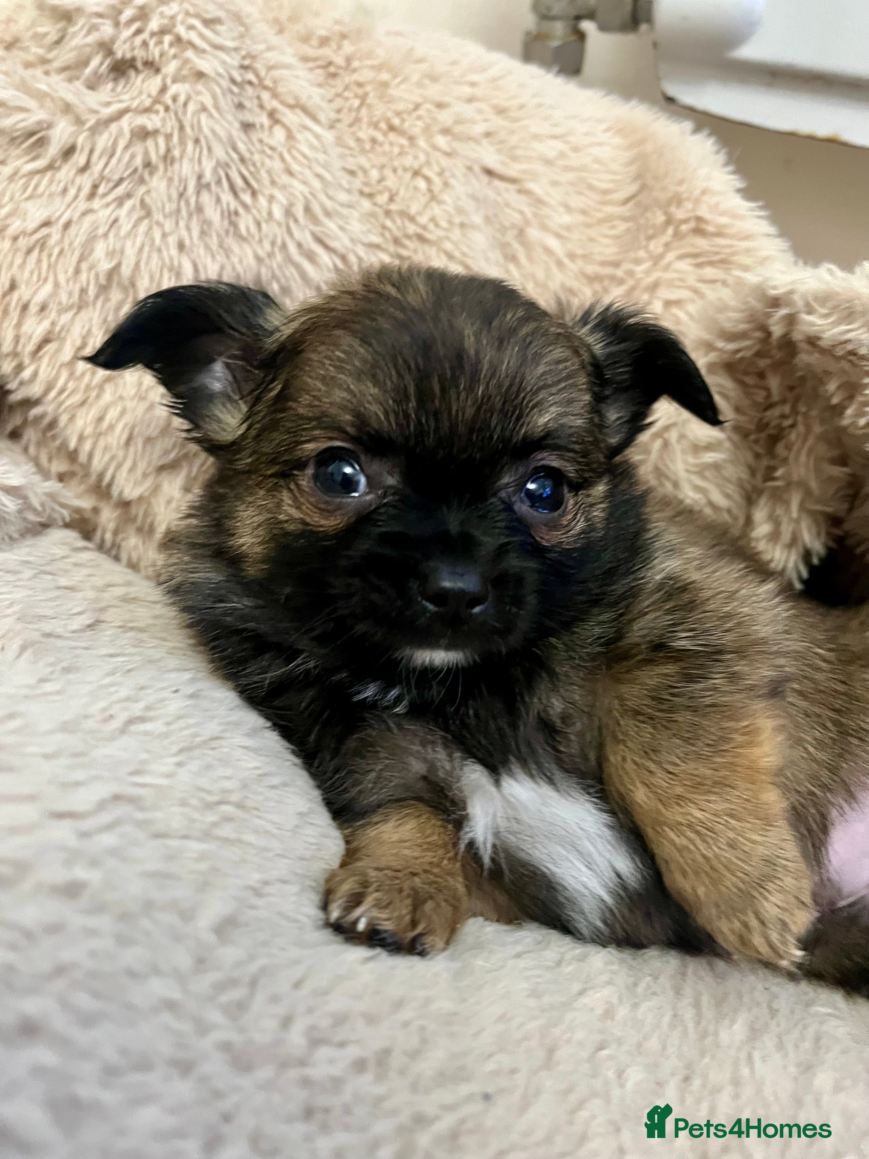 Chihuahua dogs 3 Gorgeous long coats boys - Advert 14