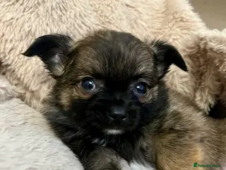 Chihuahua dogs 3 Gorgeous long coats boys - Advert 14