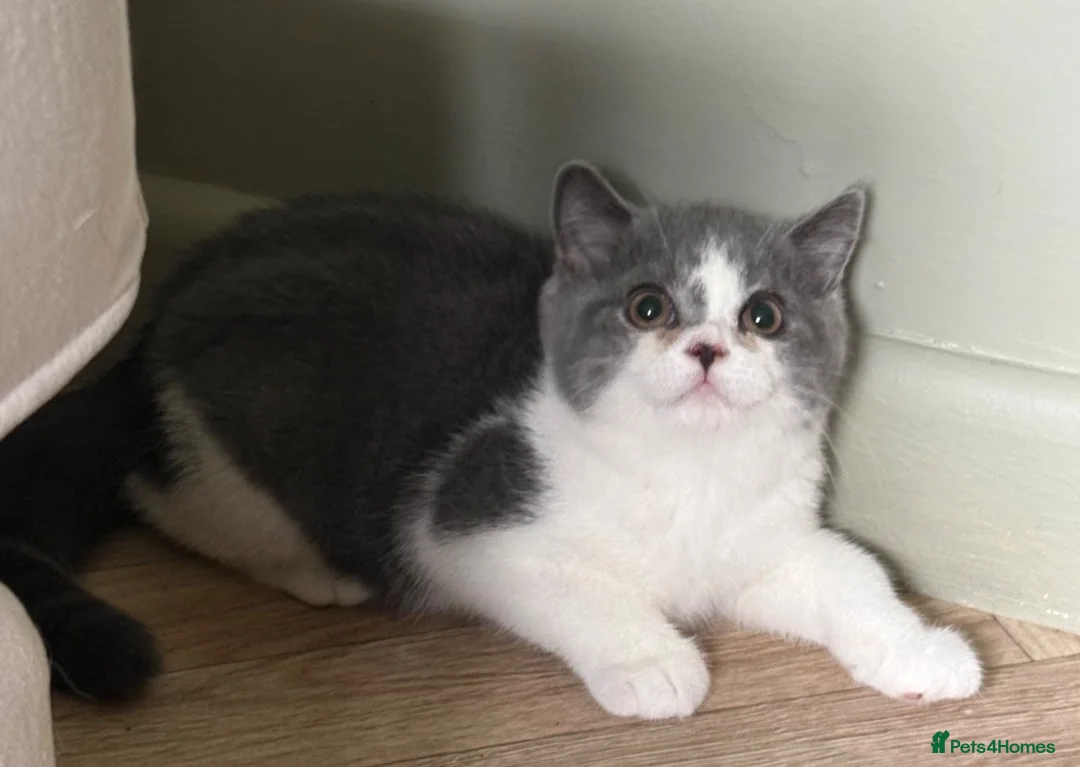 British Shorthair cats for sale:  Last 2 GCCF REG BOYS  - Advert 2