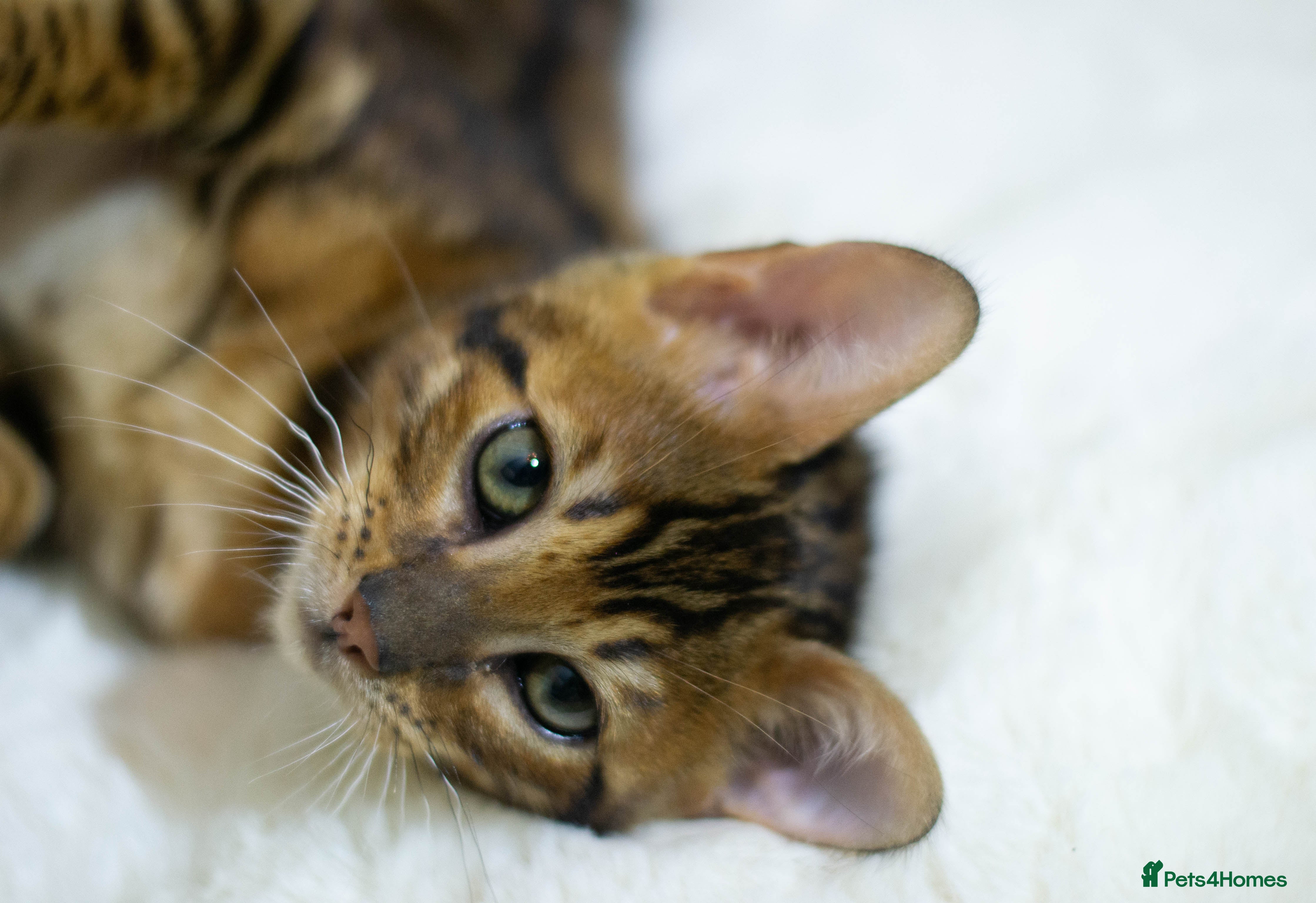Bengal cats Gorgeous TICA Registered Bengal ready to leave! - Advert 9