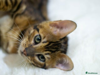 Bengal cats Gorgeous TICA Registered Bengal ready to leave! - Advert 18