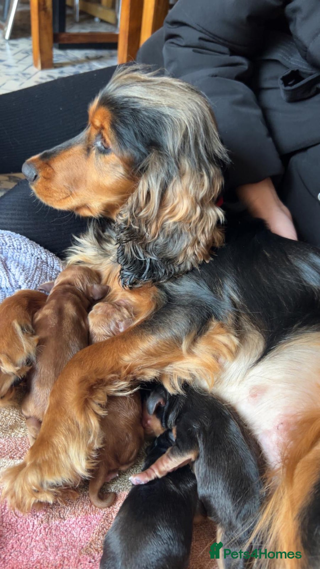 Cocker Spaniel dogs for sale: Princess cockers for sale  - Advert 6