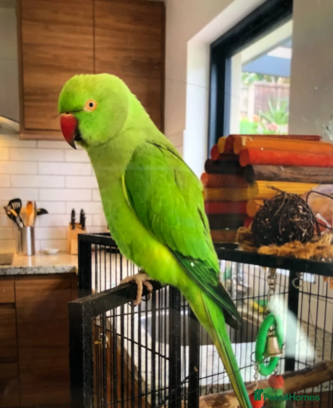 Parrots birds for sale: Baby ring neck talking parrot  - Advert 1