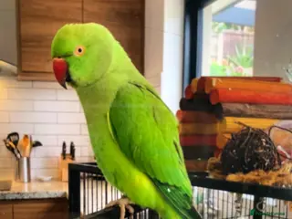 Parrots birds Baby ring neck talking parrot - Advert 20