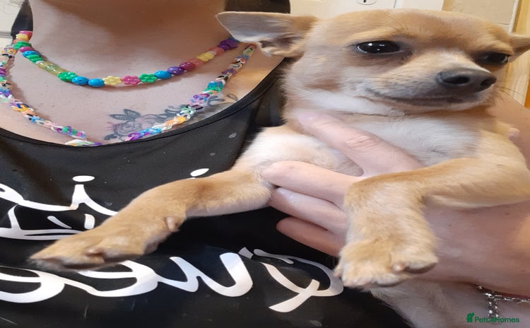 Chihuahua dogs - Advert 1