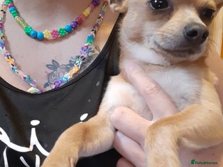 Chihuahua dogs - Advert 11