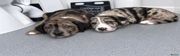 Mixed Breed dogs for sale: Female back available Beautiful unique bullherder  - Advert 1