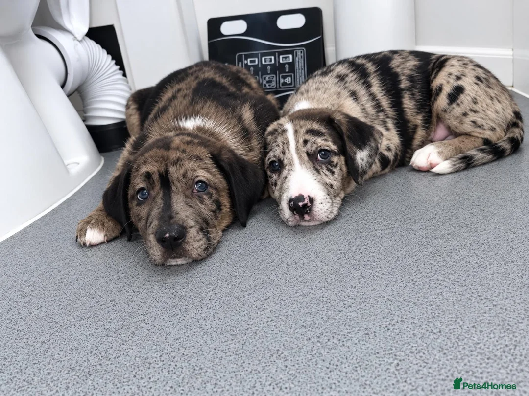 Mixed Breed dogs for sale: Female back available Beautiful unique bullherder  - Advert 1