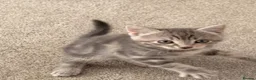 Mixed Breed cats for sale: Russian Blue Mix Kittens  - Advert 25