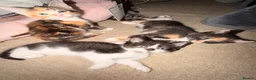 Mixed Breed cats for sale: 4 Beatiful Kittens to be adopted  - Advert 3
