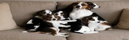 Beagle dogs for sale: Beautiful Beagle puppies, ready for new homes in Carmarthen - Advert 2