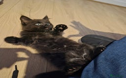 Mixed Breed cats for sale: Female Black Kittens - Image 6
