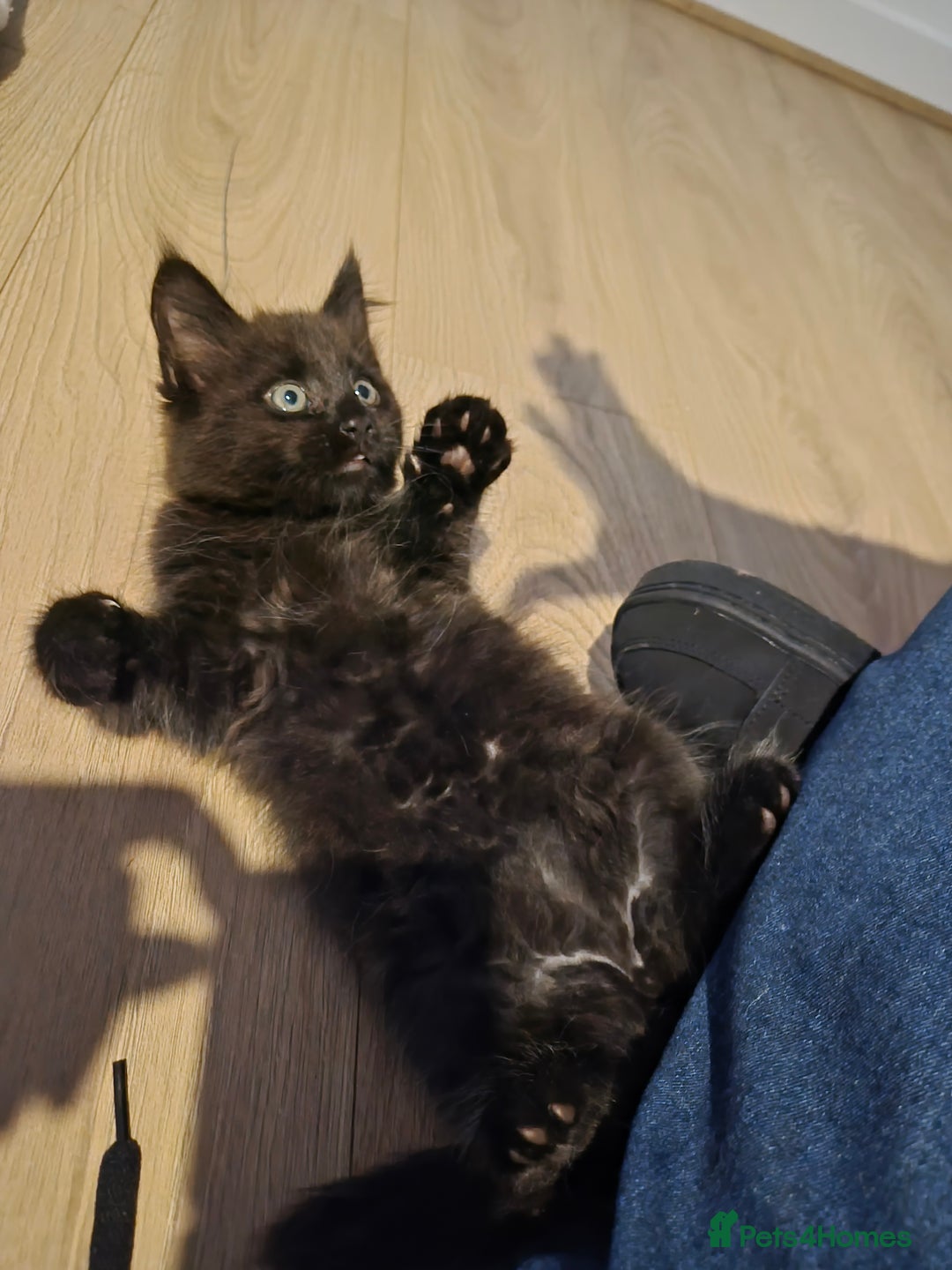 Mixed Breed cats for sale: Female Black Kittens - Image 6