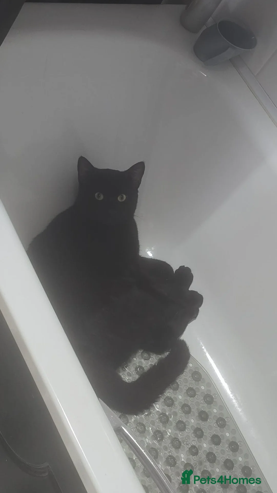 Mixed Breed cats for sale: Adult Male Cat in Cwmbran - Advert 3