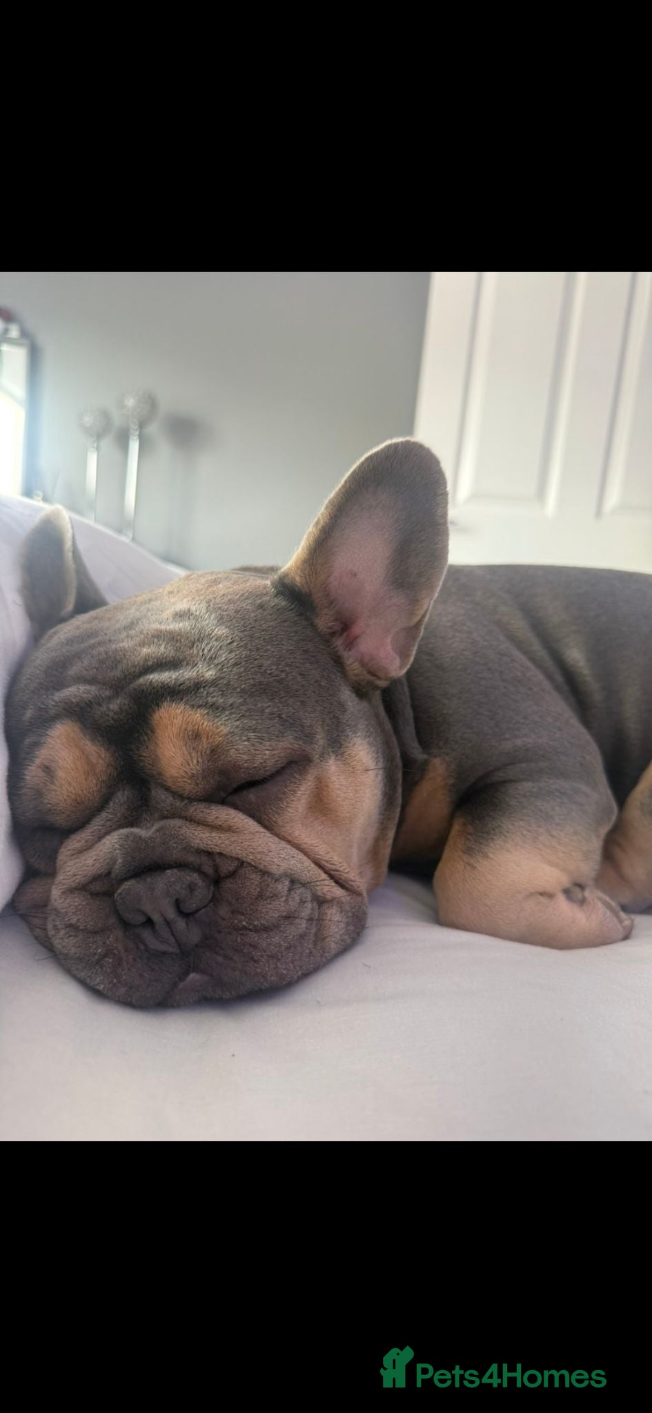 French Bulldog dogs French bulldog puppies for sale  - Advert 1