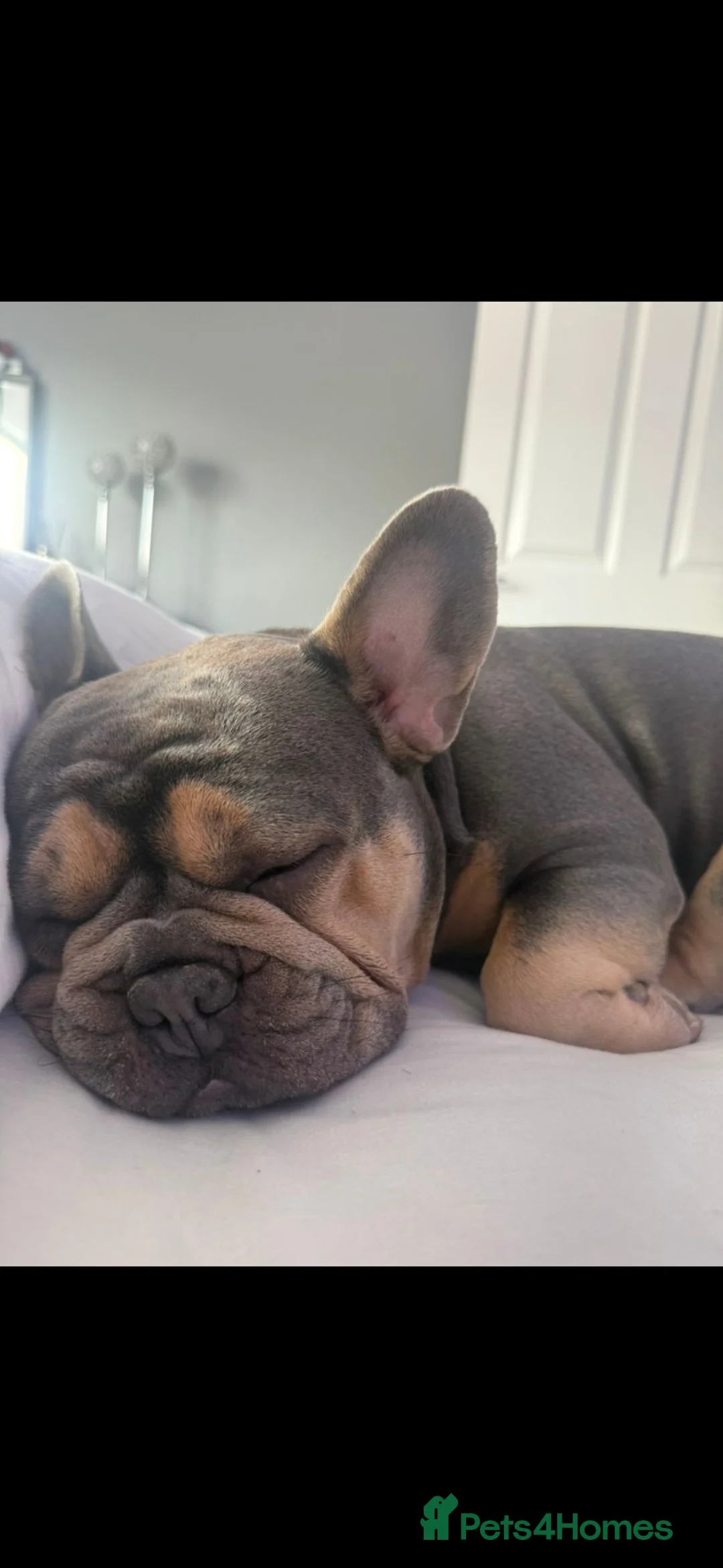 French Bulldog dogs for sale: French bulldog puppies for sale  in Bathgate - Advert 1