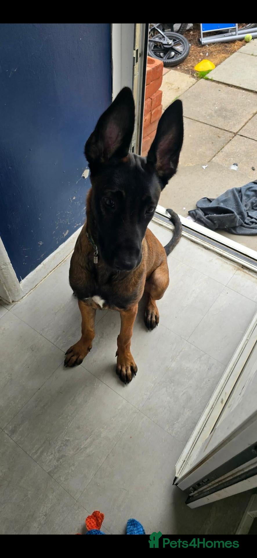 Belgian Shepherd Dog dogs 6 month old Belgian Malinois - Advert 5