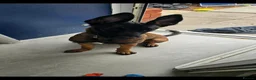 Belgian Shepherd Dog dogs for sale: 6 month old Belgian Malinois in Canvey Island - Advert 1