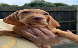 Hungarian Vizsla dogs for sale: Hungarian Vizsla Puppies For Sale - Image 4