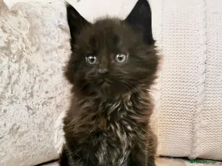 Maine Coon cats Big, Chunky, Back Maine Coon Kittens. - Advert 15