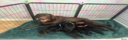 Labrador Retriever dogs for sale: 🖤 KC REGISTERED BLACK LABRADOR PUPPIES 🖤 - Advert 1