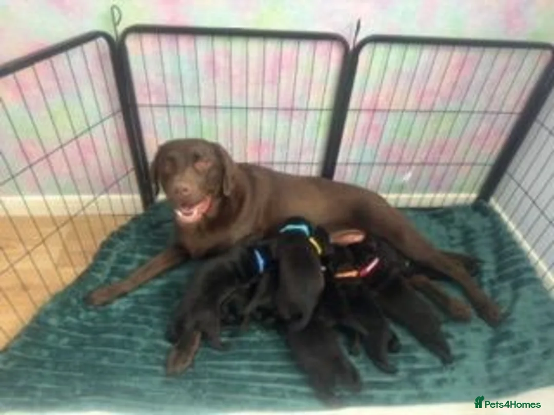 Labrador Retriever dogs for sale: 🖤 KC REGISTERED BLACK LABRADOR PUPPIES 🖤 - Advert 1
