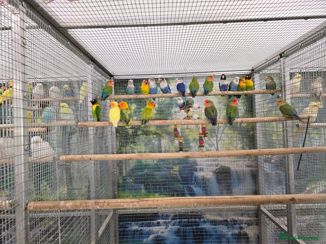 Parrots birds for sale: A pair of parrots: a male and a female. - Advert 2