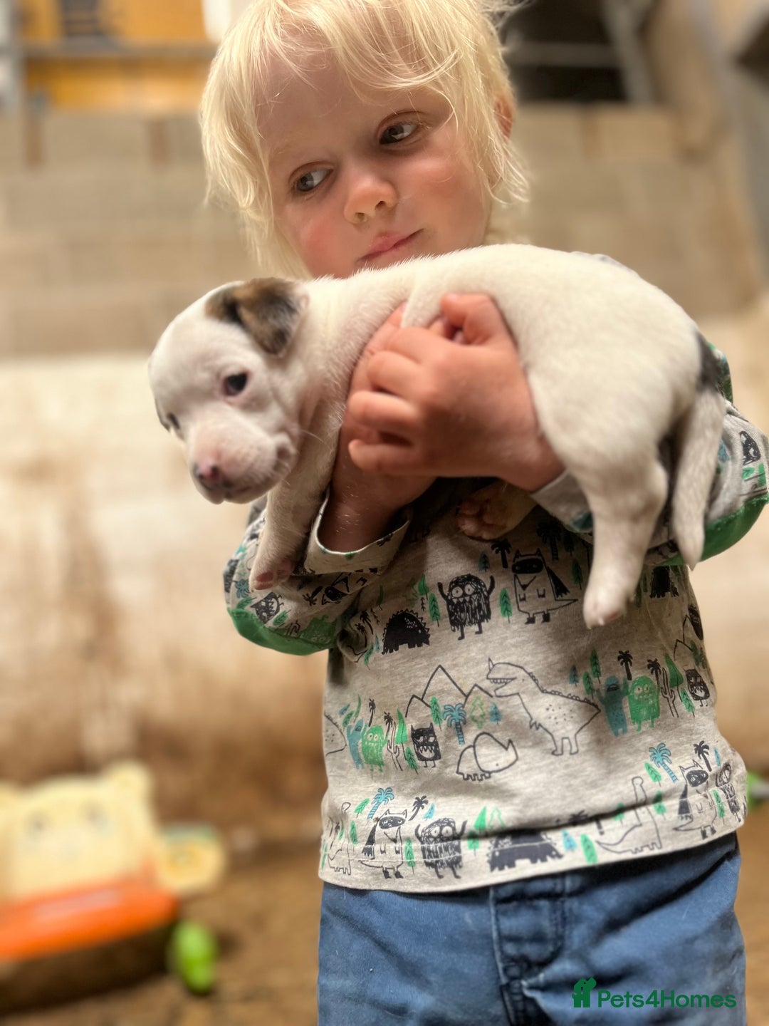 Jack Russell dogs for sale: Miniature Jack Russell terrier puppies  - Image 15