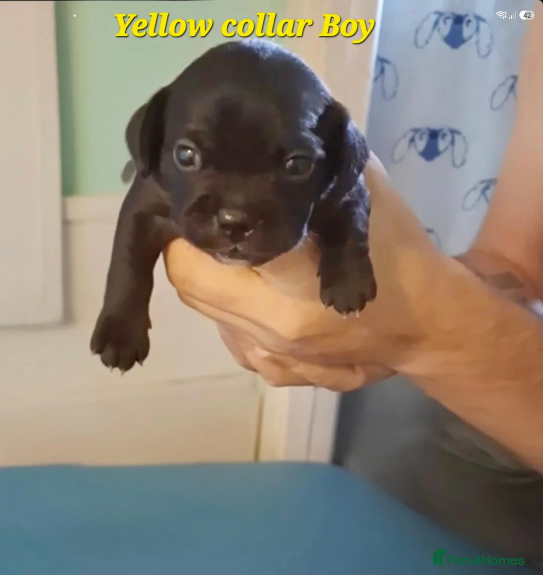 Mixed Breed dogs for sale: Frenchie puppies for sale - Advert 2