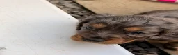 Cocker Spaniel dogs for sale: Beautiful litter of cocker spaniels puppy’s  - Advert 16
