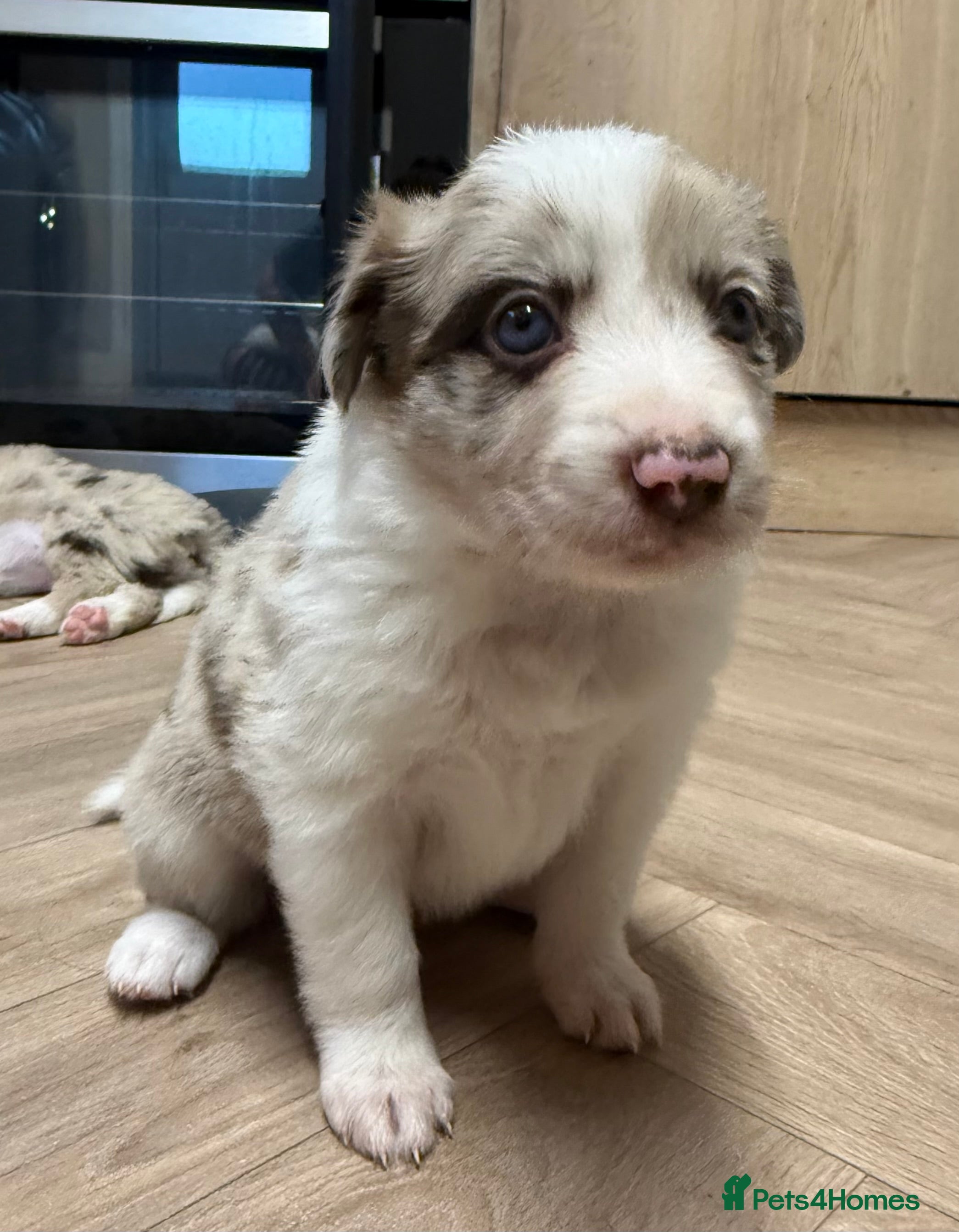 Border Collie dogs Stunning purebred border collies - Advert 2