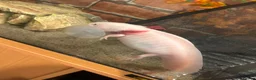 Axolotl reptiles for sale: X2 Axolotls & whole setup  - Advert 13