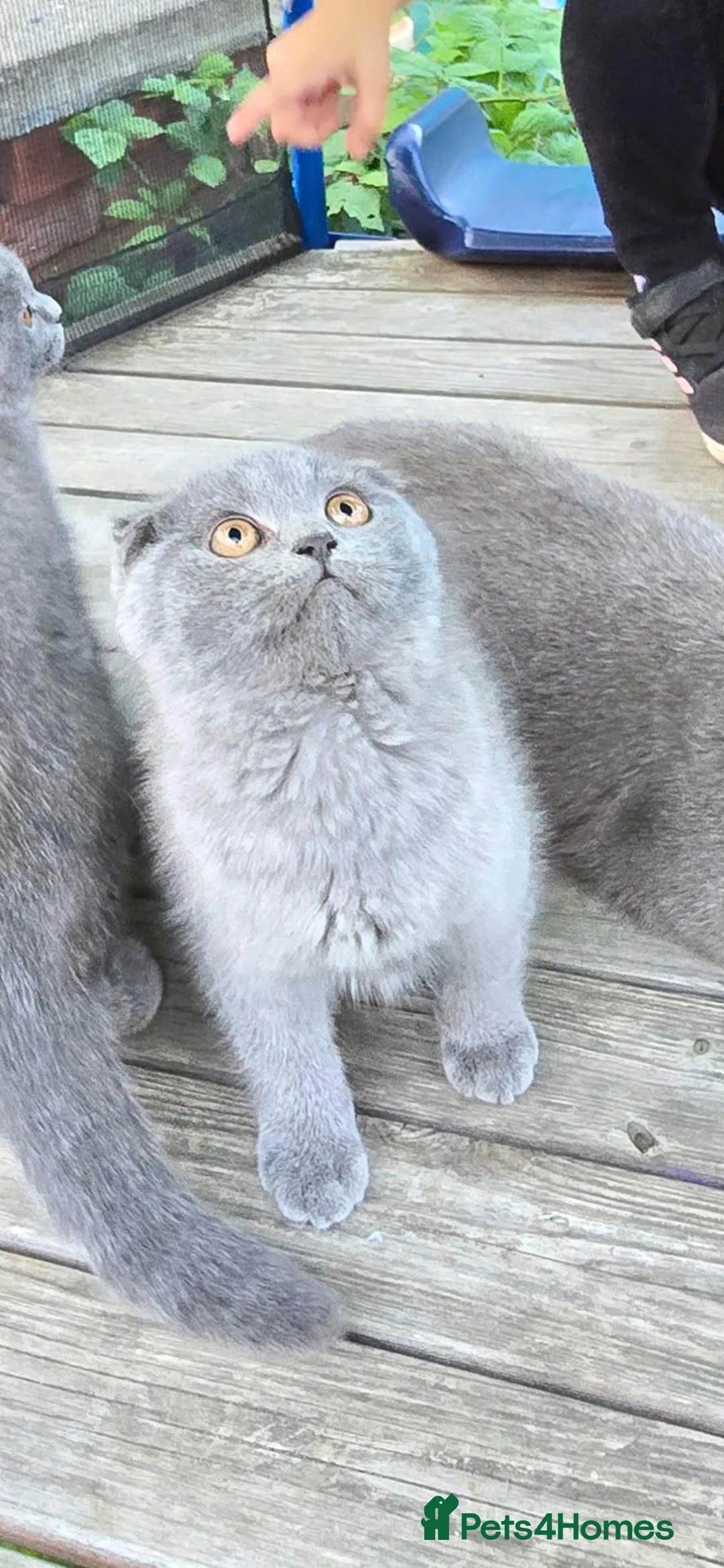 Scottish Fold cats for sale: scottish fold blue  - Advert 1