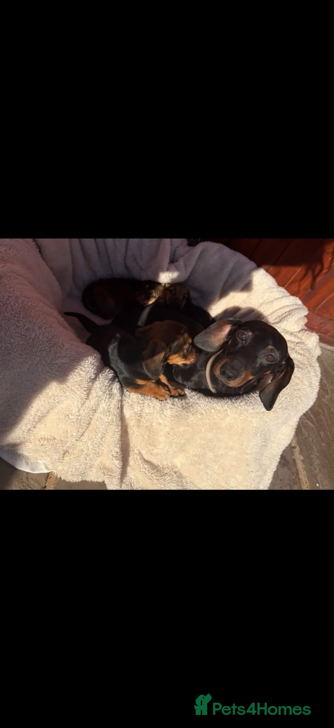 Miniature Dachshund dogs for sale: Miniature dachshund puppies in Salisbury - Advert 1