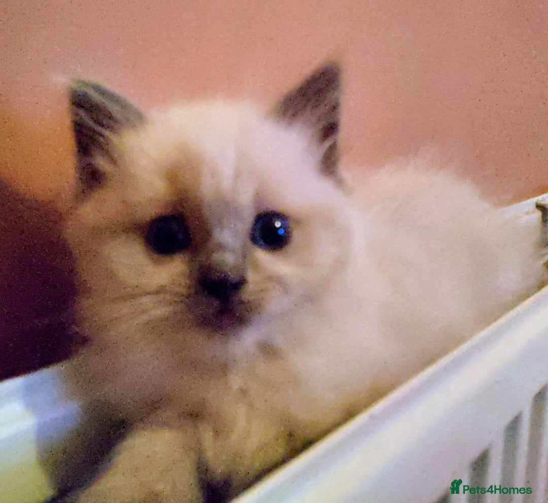 Ragdoll cats for sale: Ragdoll kittens  - Image 6