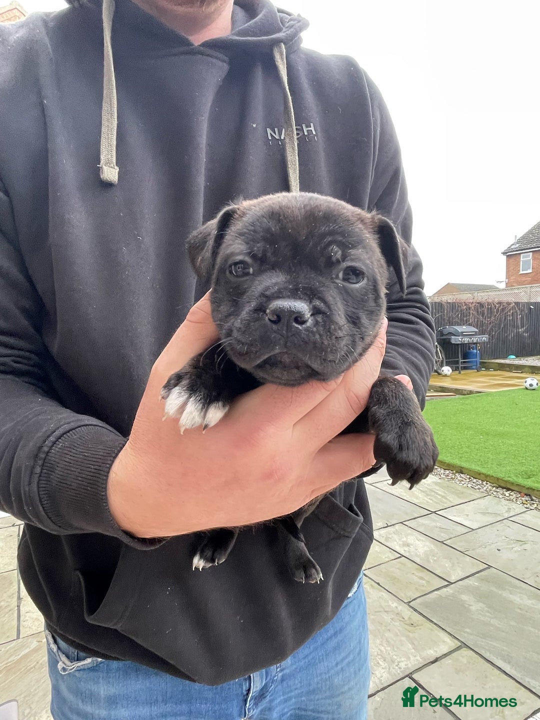 Staffordshire Bull Terrier dogs for sale: Staffordshire bull terrier puppies - Advert 19