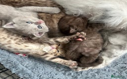 British Shorthair cats for sale: Male brown British short hair left  - Image 4
