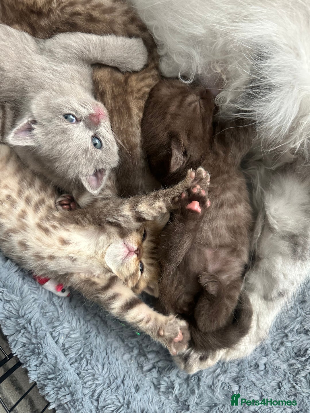 British Shorthair cats for sale: Male brown British short hair left  - Image 4