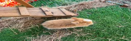 Mini Lion Lop rabbits for sale: 2 baby lion lop bunnies  in Wareham - Advert 4