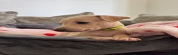 Italian Greyhound dogs for sale: 🏡 Italian greyhound puppies ready soon 🏡 - Advert 16