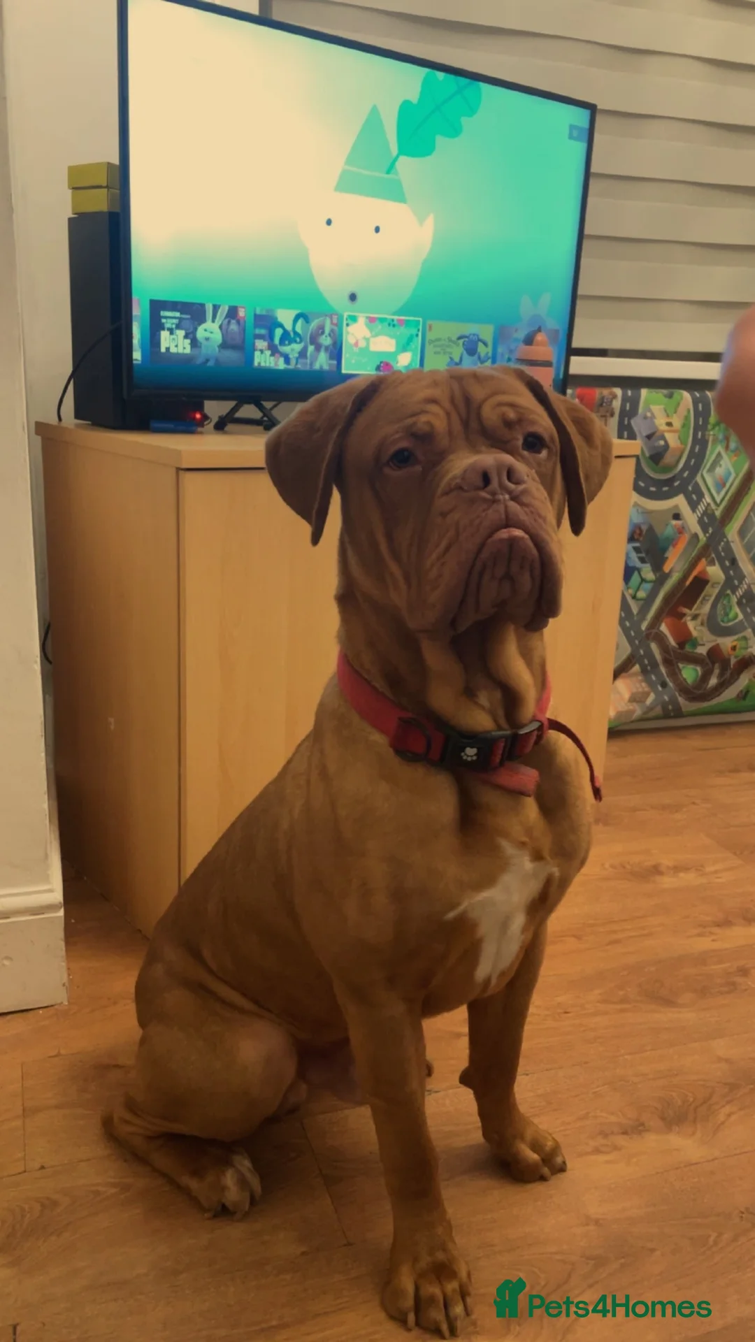 Dogue De Bordeaux dogs for sale: Male owner  - Advert 1